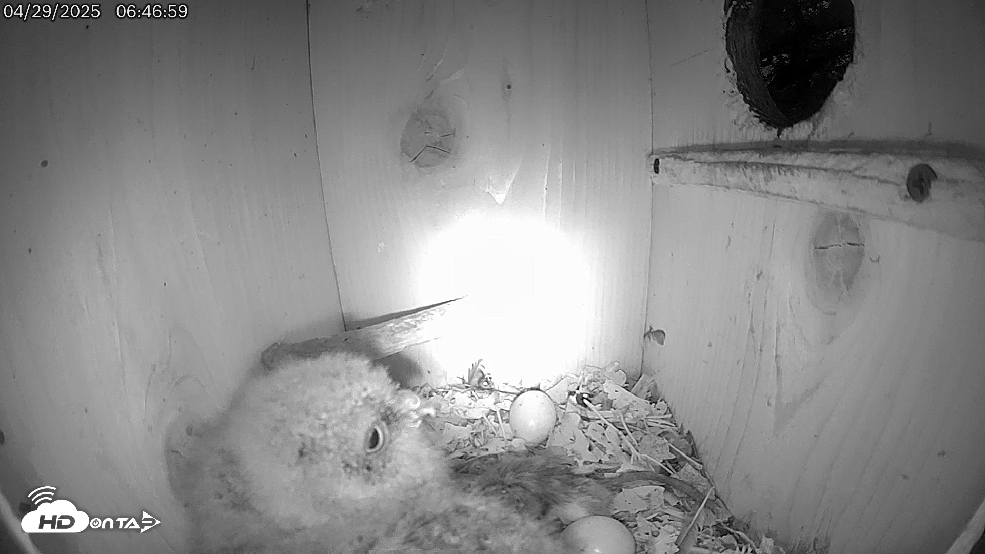 Snapshot of Eastern Screech Owl Live Cam taken Apr 29, 2025, 6:47am CDT