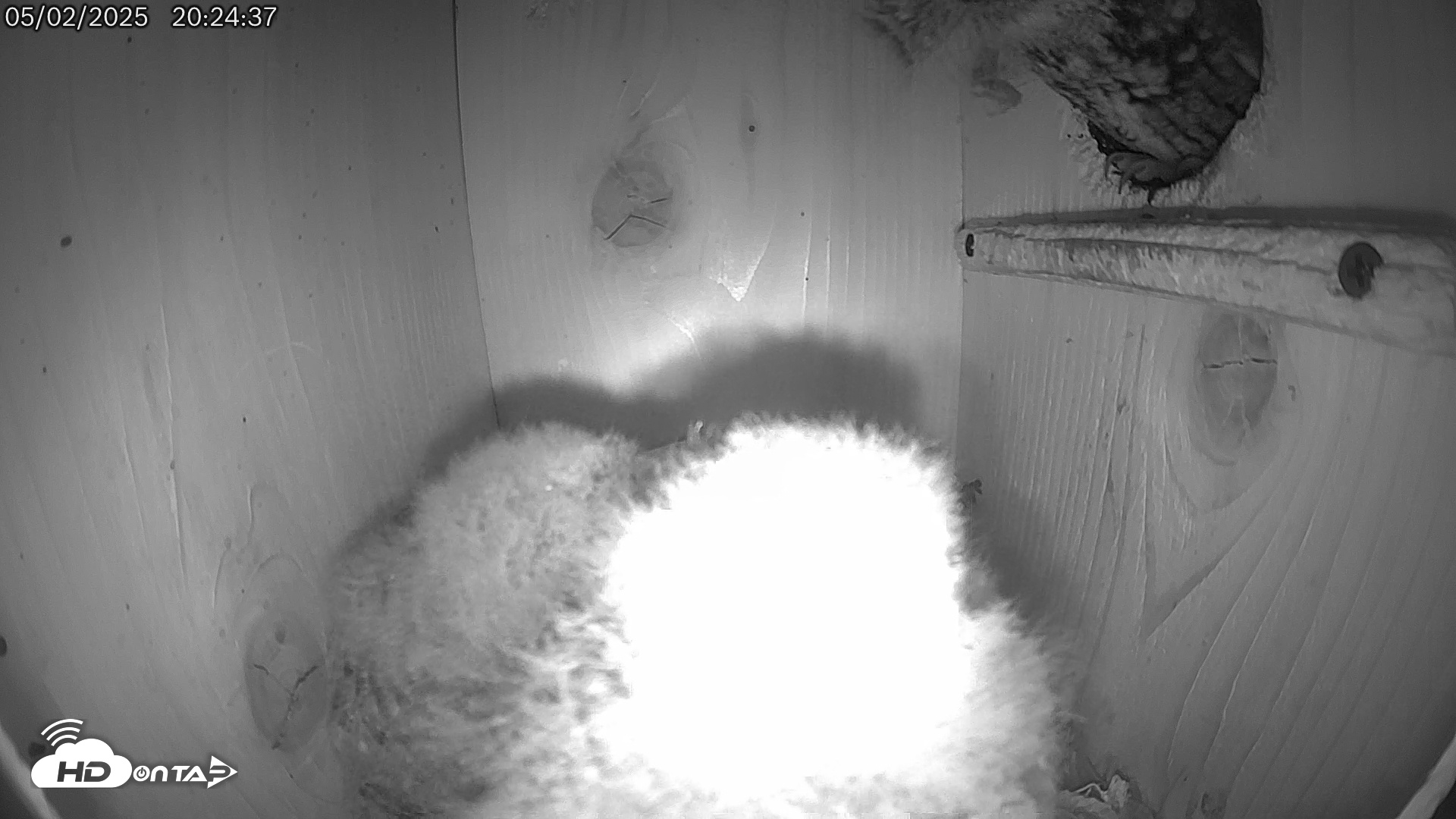 Snapshot of Eastern Screech Owl Live Cam taken May 3, 2025, 6:20am CDT