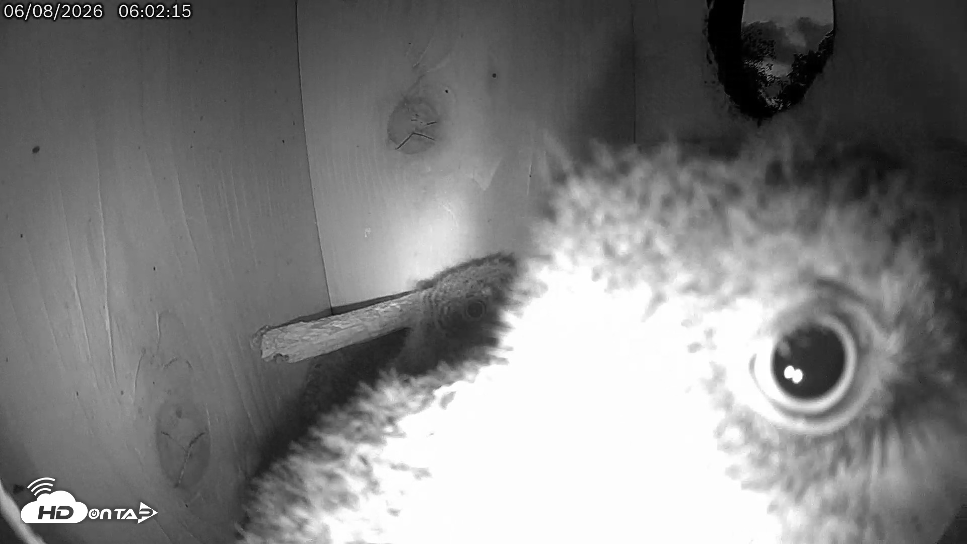 Snapshot of Eastern Screech Owl Live Cam taken Jun 8, 2026, 6:02am CDT