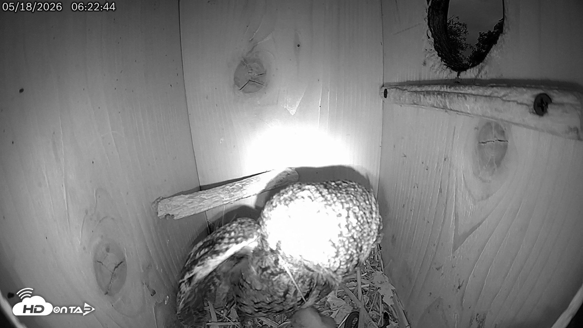 Snapshot of Eastern Screech Owl Live Cam taken May 18, 2026, 6:28am CDT