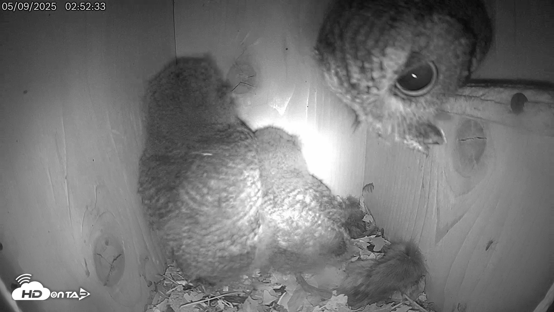 Snapshot of Eastern Screech Owl Live Cam taken May 9, 2025, 1:34pm CDT