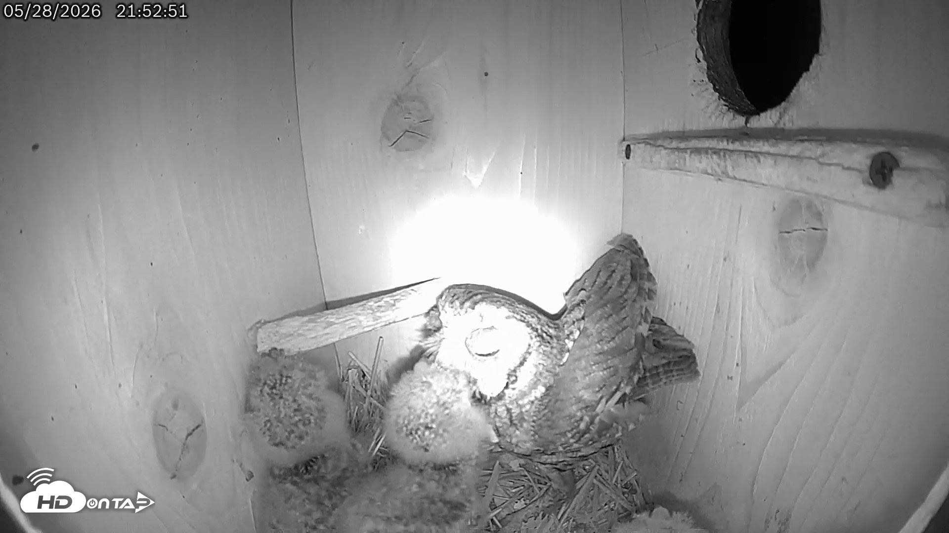 Snapshot of Eastern Screech Owl Live Cam taken May 28, 2026, 10:13pm CDT