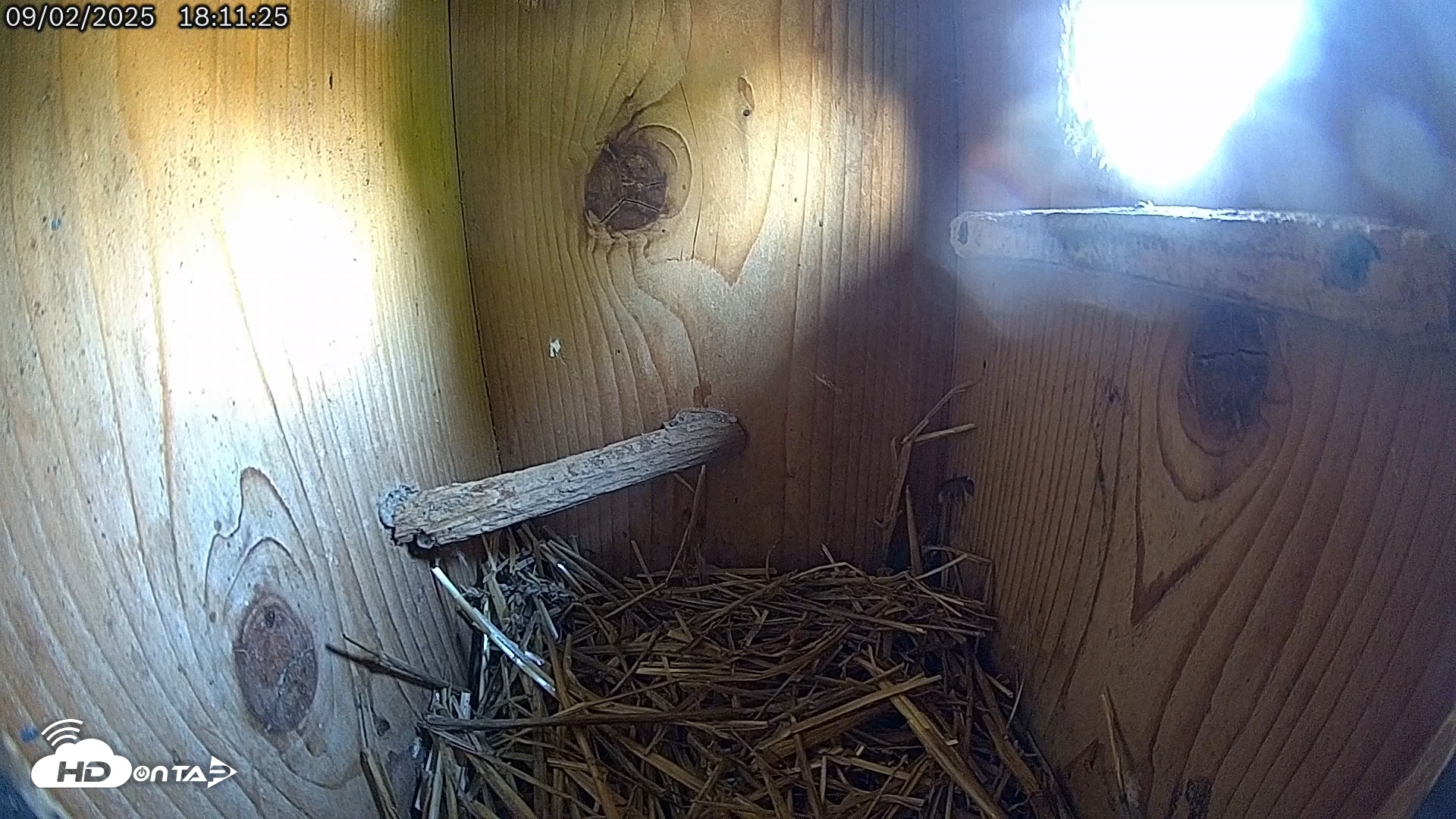 Snapshot of Eastern Screech Owl Live Cam taken Sep 2, 2025, 6:23pm CDT