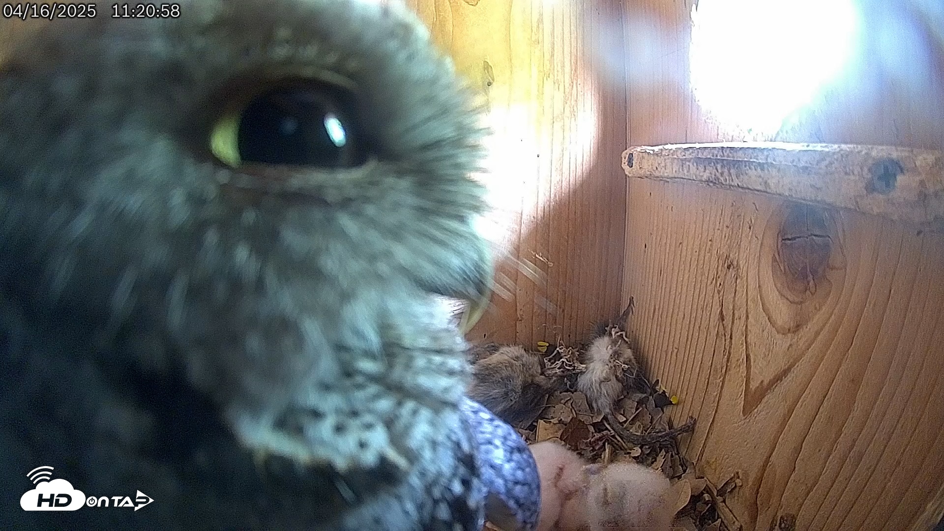 Snapshot of Eastern Screech Owl Live Cam taken Apr 16, 2025, 11:22am CDT