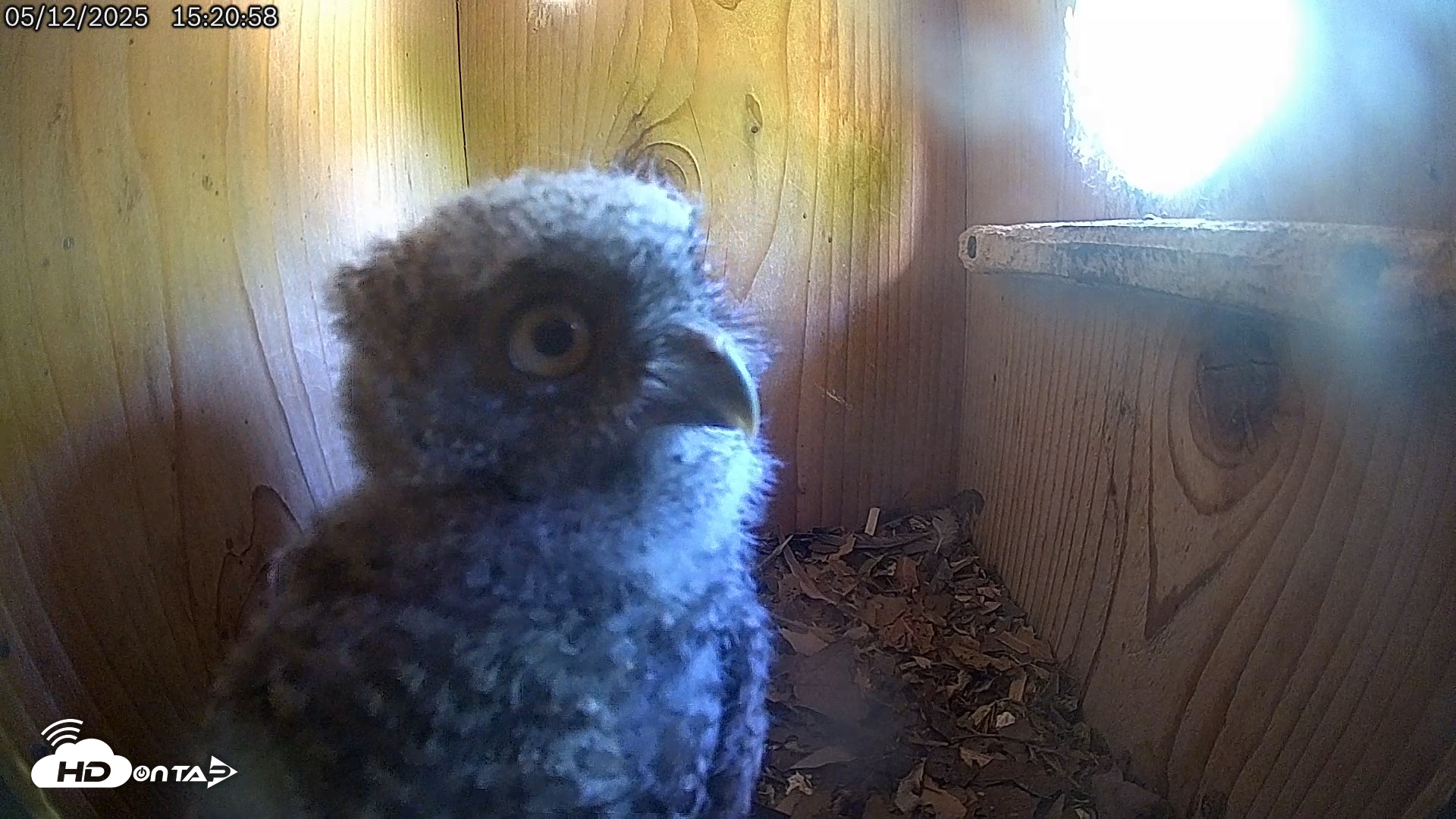 Snapshot of Eastern Screech Owl Live Cam taken May 12, 2025, 4:53pm CDT