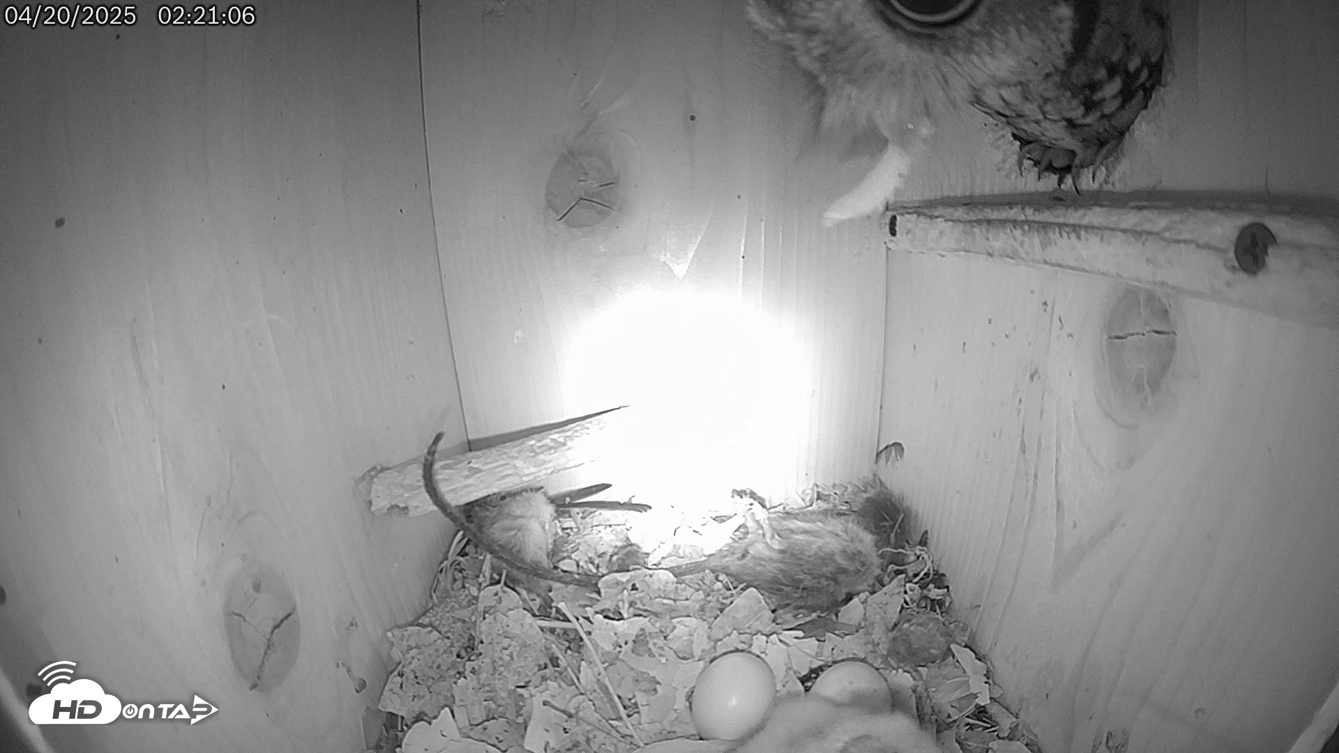 Snapshot of Eastern Screech Owl Live Cam taken Apr 20, 2025, 2:29am CDT