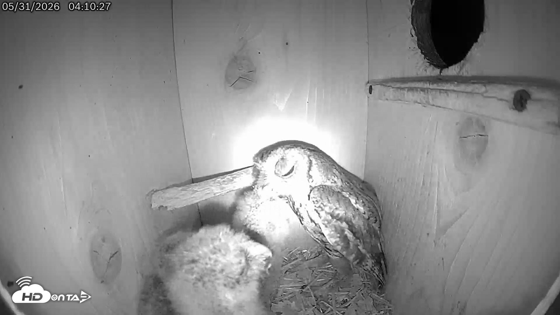 Snapshot of Eastern Screech Owl Live Cam taken May 31, 2026, 9:45am CDT