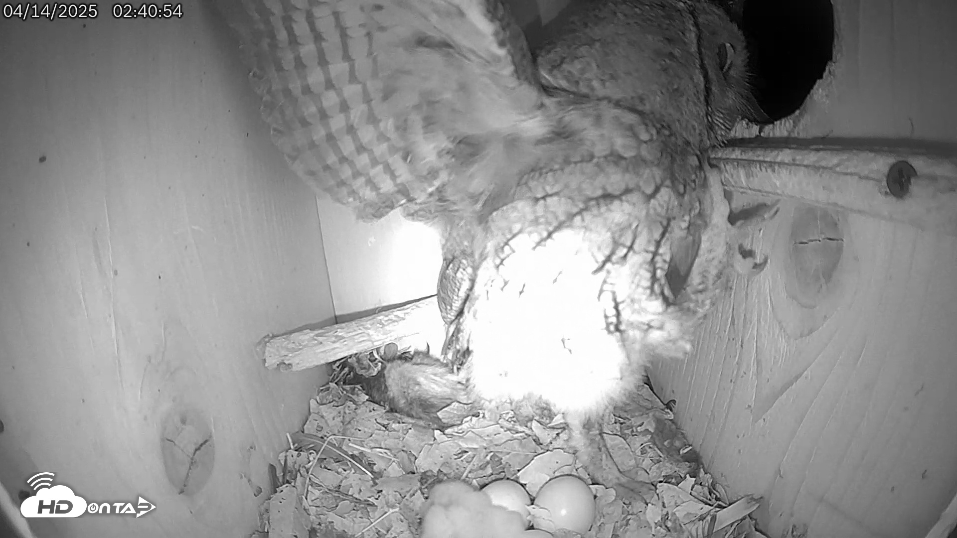 Snapshot of Eastern Screech Owl Live Cam taken Apr 14, 2025, 2:45am CDT