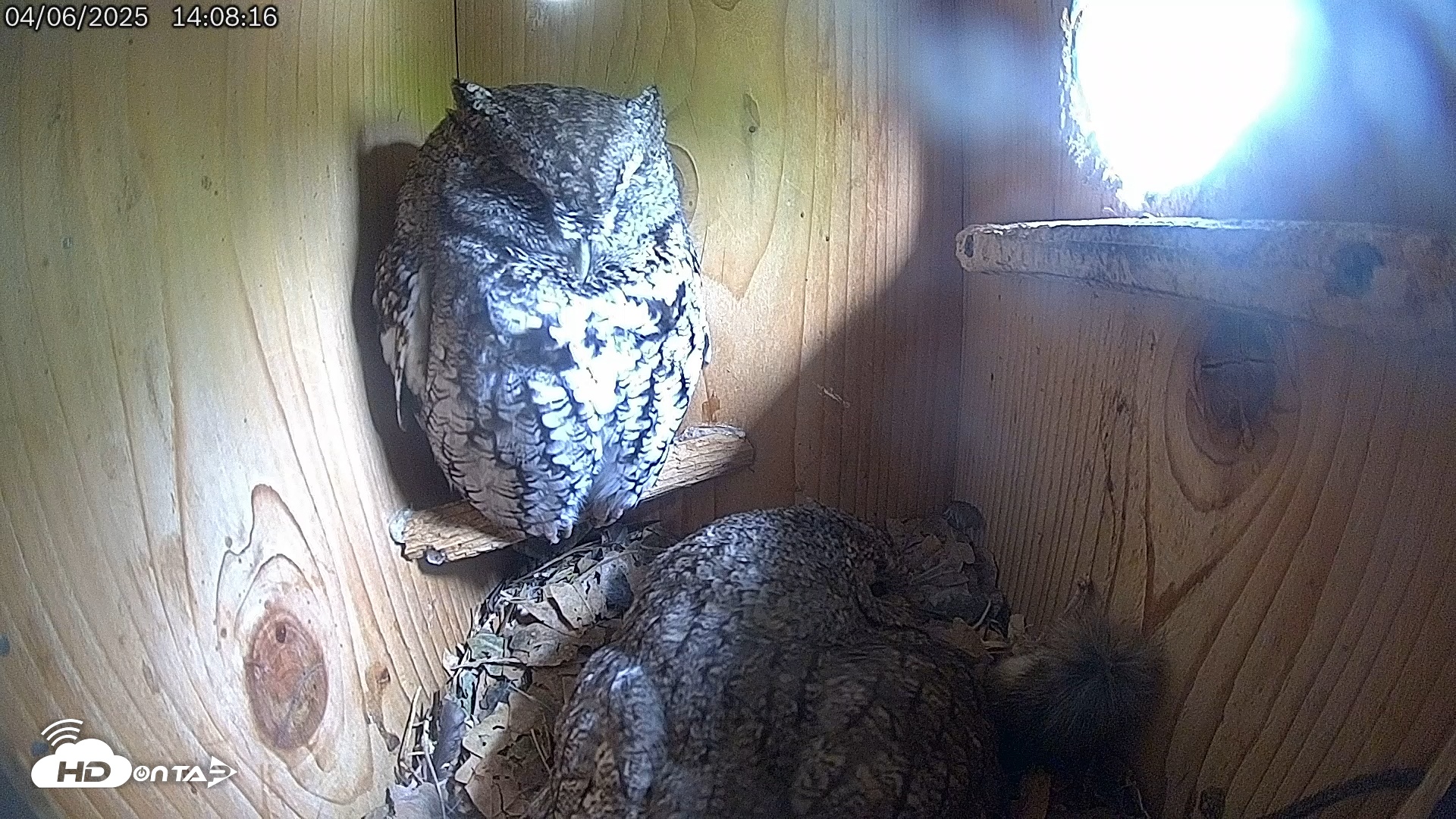 Snapshot of Eastern Screech Owl Live Cam taken Apr 6, 2025, 2:09pm CDT