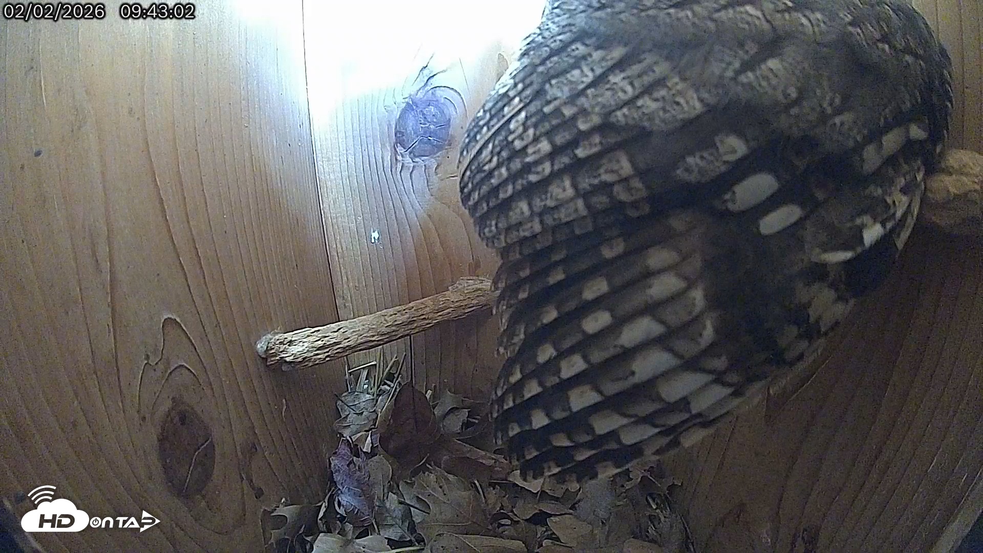 Snapshot of Eastern Screech Owl Live Cam taken Feb 2, 2026, 12:09pm CST