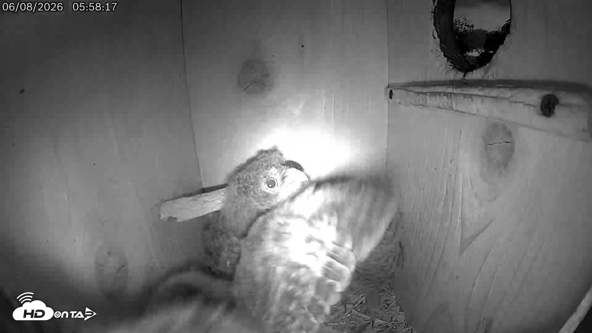 Snapshot of Eastern Screech Owl Live Cam taken Jun 8, 2026, 6:01am CDT