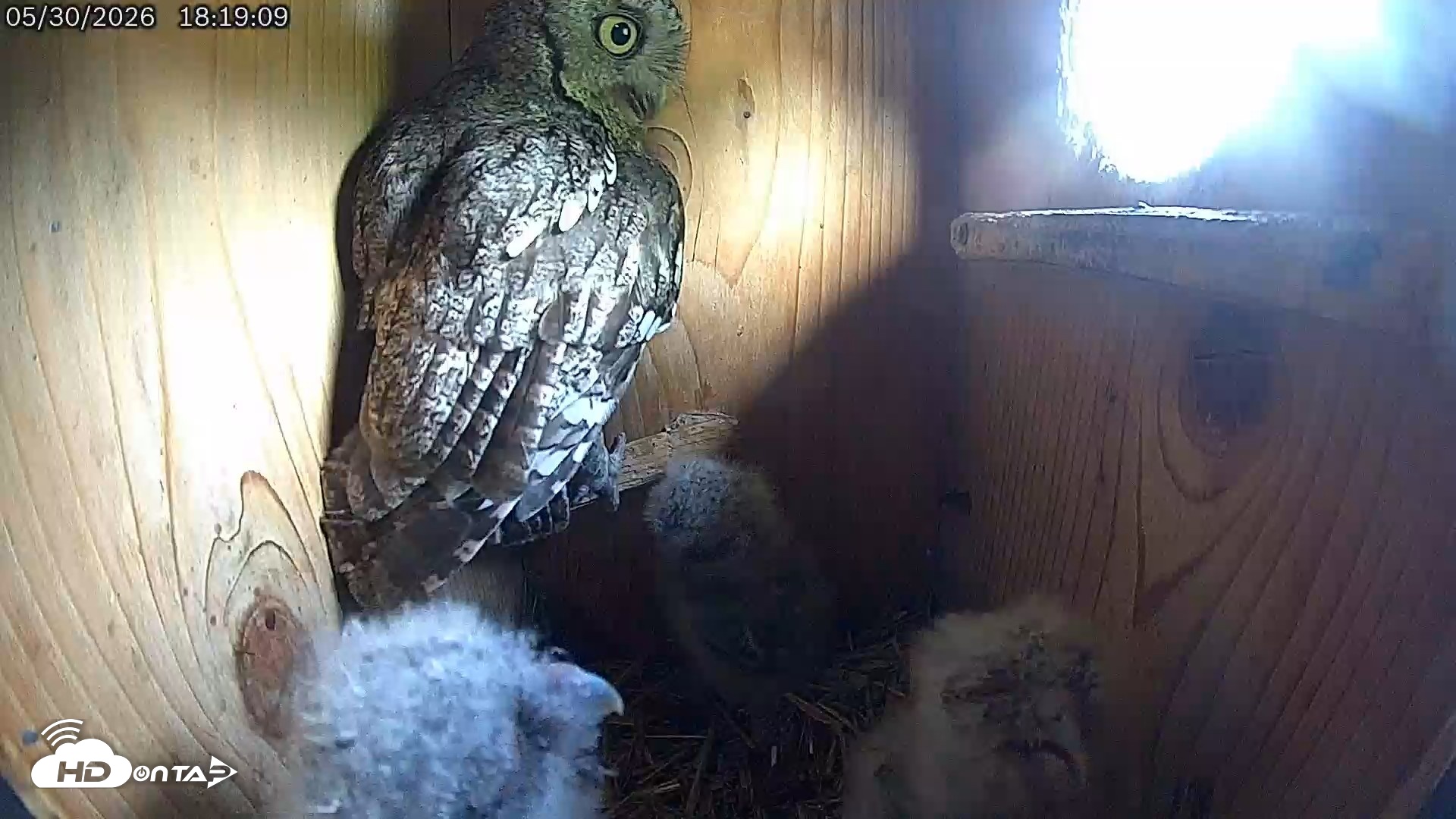 Snapshot of Eastern Screech Owl Live Cam taken May 30, 2026, 8:08pm CDT
