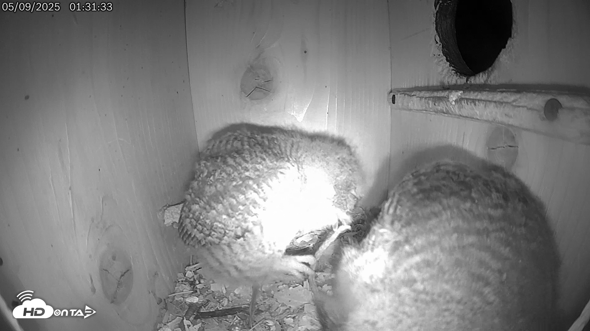 Snapshot of Eastern Screech Owl Live Cam taken May 9, 2025, 11:18am CDT