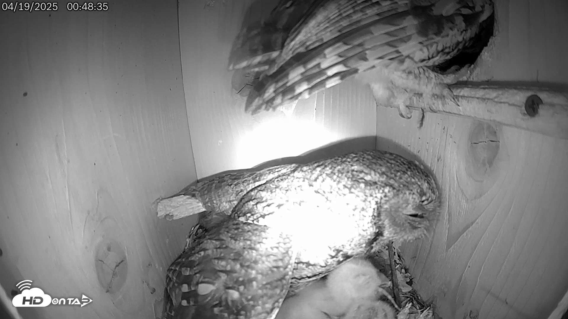 Snapshot of Eastern Screech Owl Live Cam taken Apr 19, 2025, 1:03am CDT