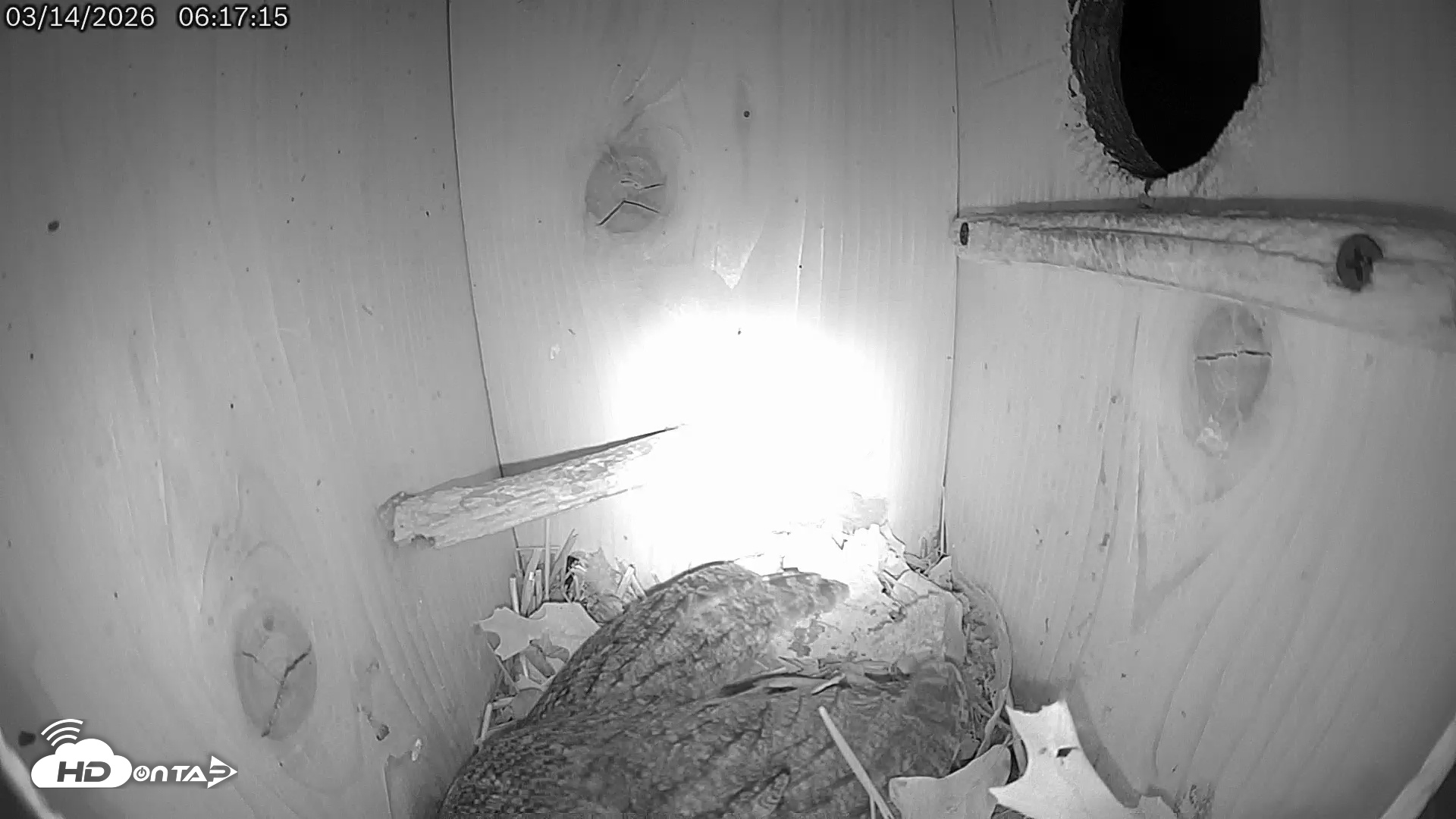 Snapshot of Eastern Screech Owl Live Cam taken Mar 14, 2026, 6:35am CDT
