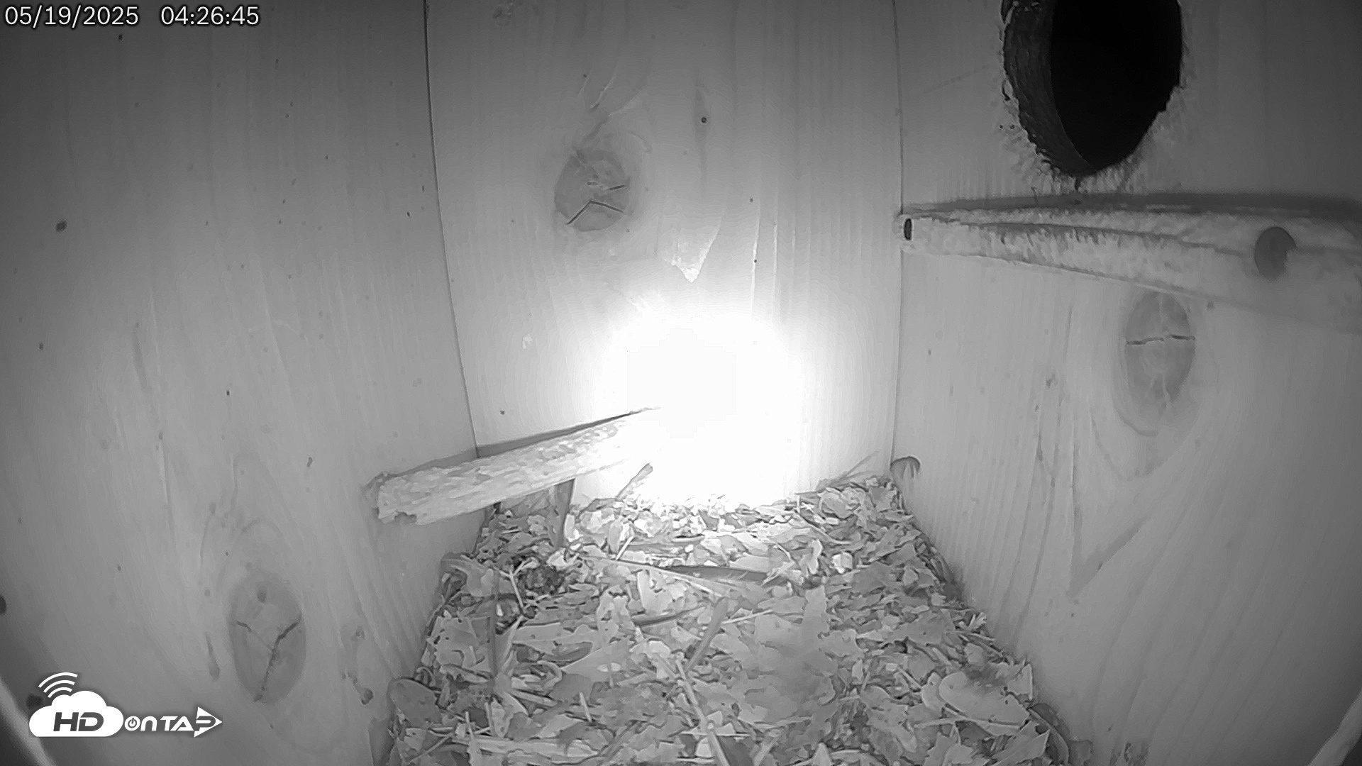 Snapshot of Eastern Screech Owl Live Cam taken May 19, 2025, 4:28am CDT