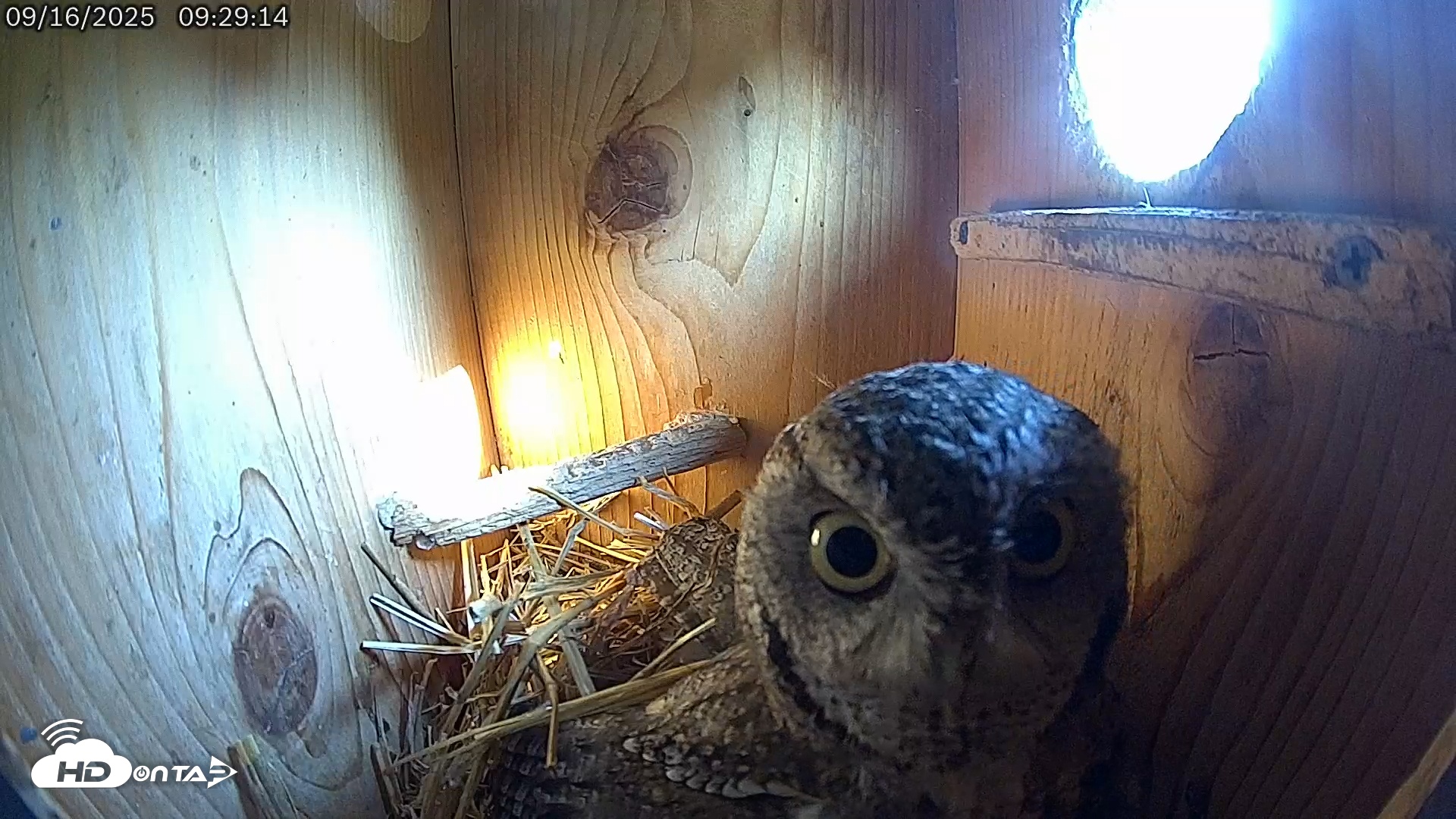 Snapshot of Eastern Screech Owl Live Cam taken Sep 16, 2025, 9:31am CDT