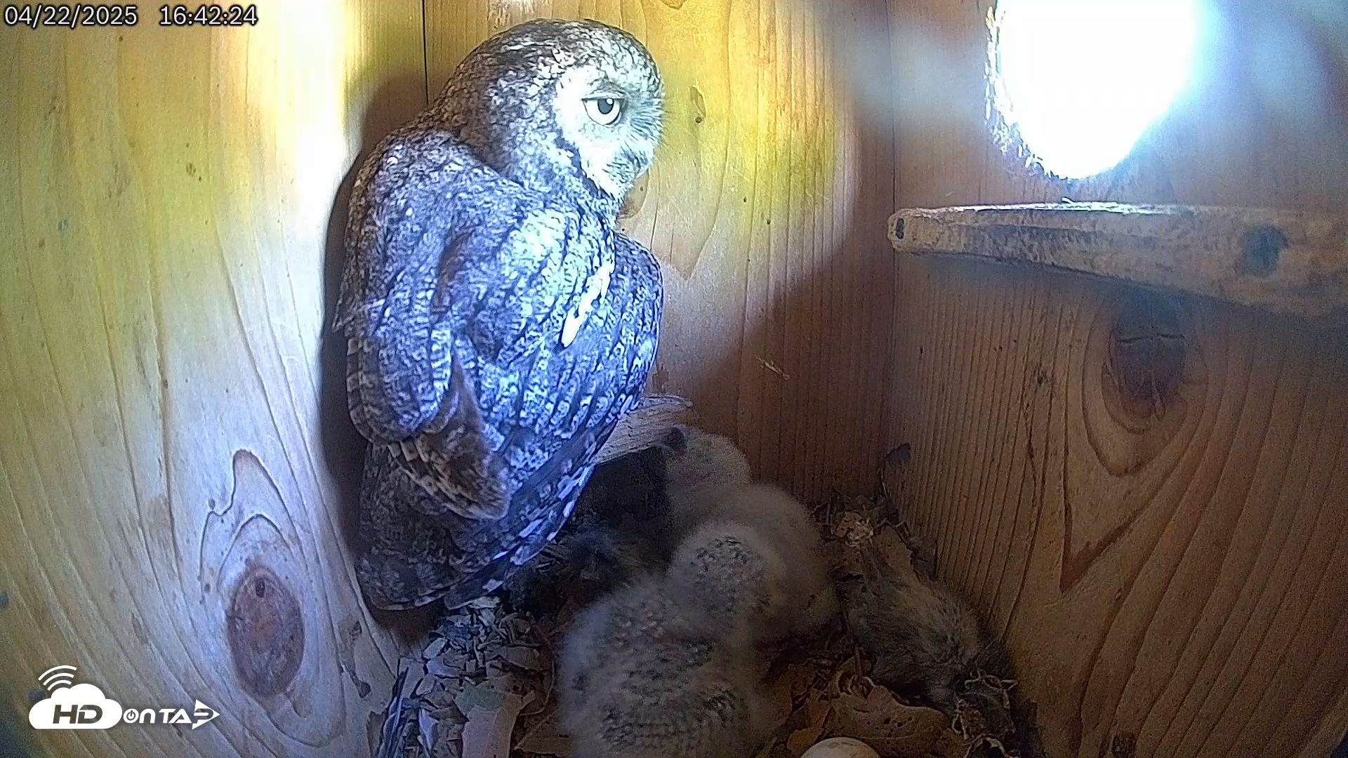 Snapshot of Eastern Screech Owl Live Cam taken Apr 23, 2025, 1:11am CDT