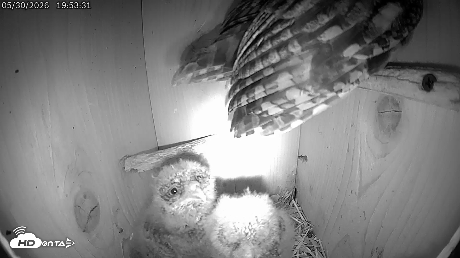 Snapshot of Eastern Screech Owl Live Cam taken May 30, 2026, 7:54pm CDT