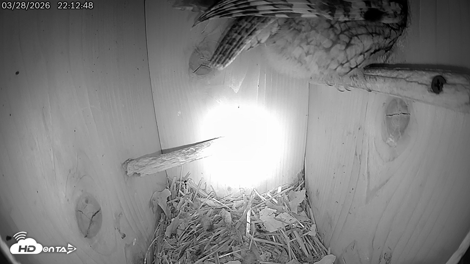 Snapshot of Eastern Screech Owl Live Cam taken Mar 29, 2026, 7:08am CDT