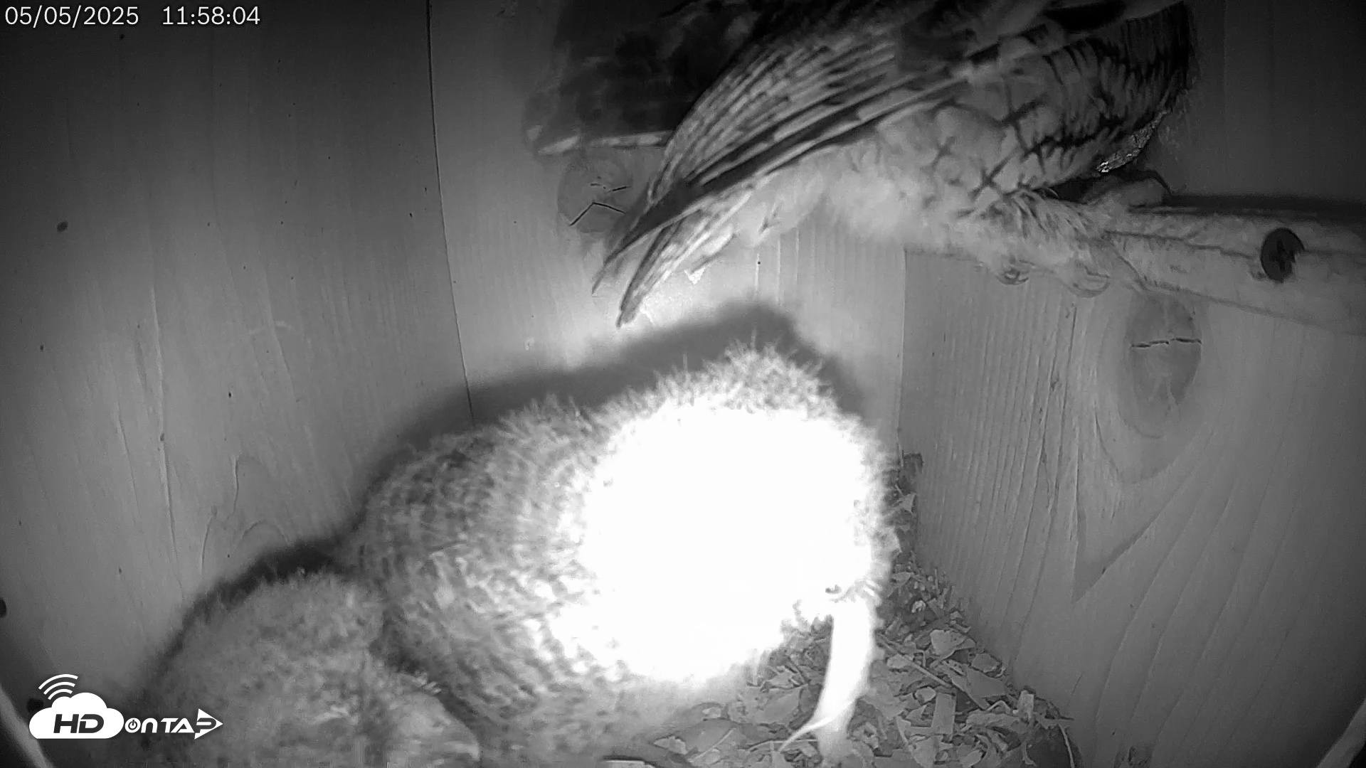 Snapshot of Eastern Screech Owl Live Cam taken May 5, 2025, 2:14pm CDT
