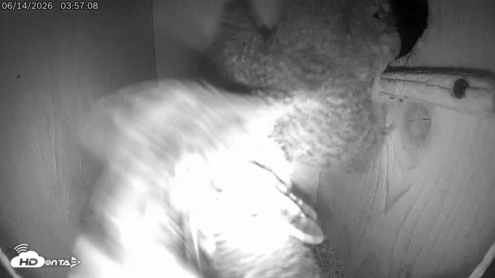 Snapshot of Eastern Screech Owl Live Cam taken Jun 14, 2026, 8:03am CDT
