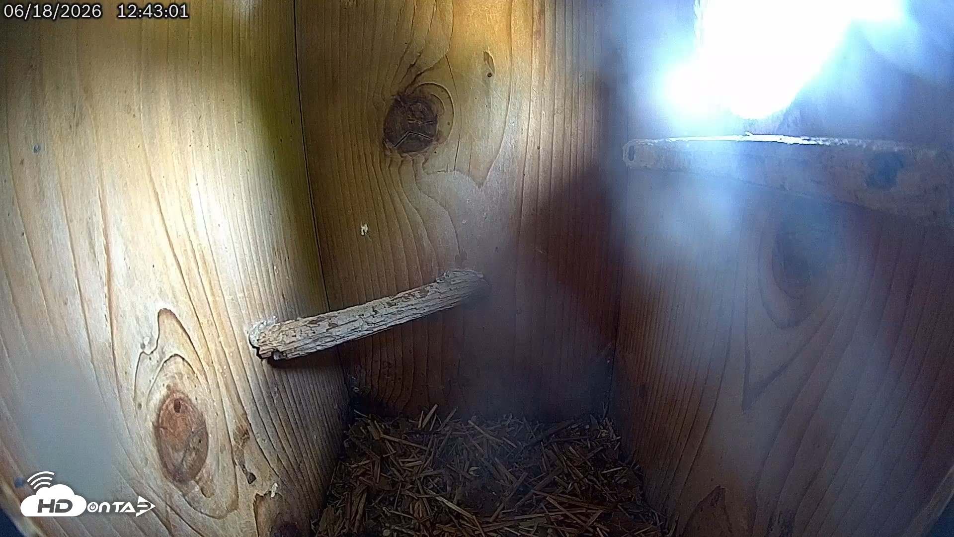 Snapshot of Eastern Screech Owl Live Cam taken Jun 18, 2026, 12:47pm CDT
