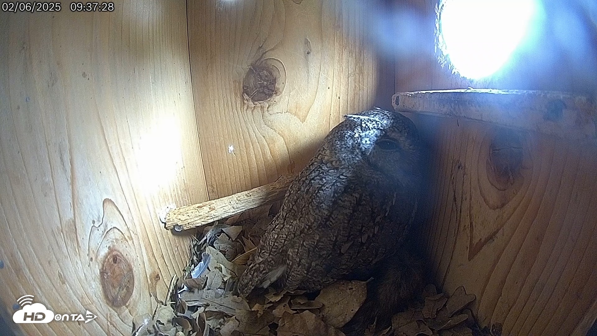 Snapshot of Eastern Screech Owl Live Cam taken Feb 6, 2025, 9:38am CST