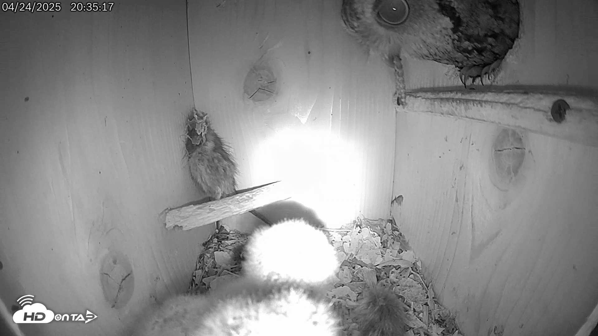 Snapshot of Eastern Screech Owl Live Cam taken Apr 25, 2025, 12:38am CDT
