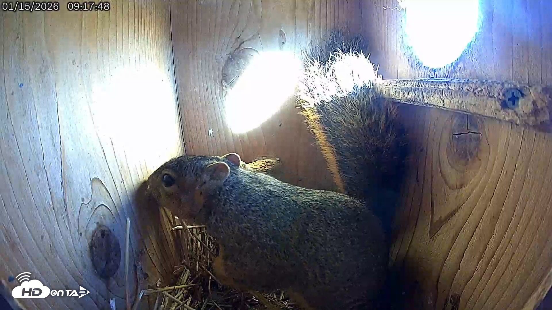 Snapshot of Eastern Screech Owl Live Cam taken Jan 15, 2026, 2:02pm CST