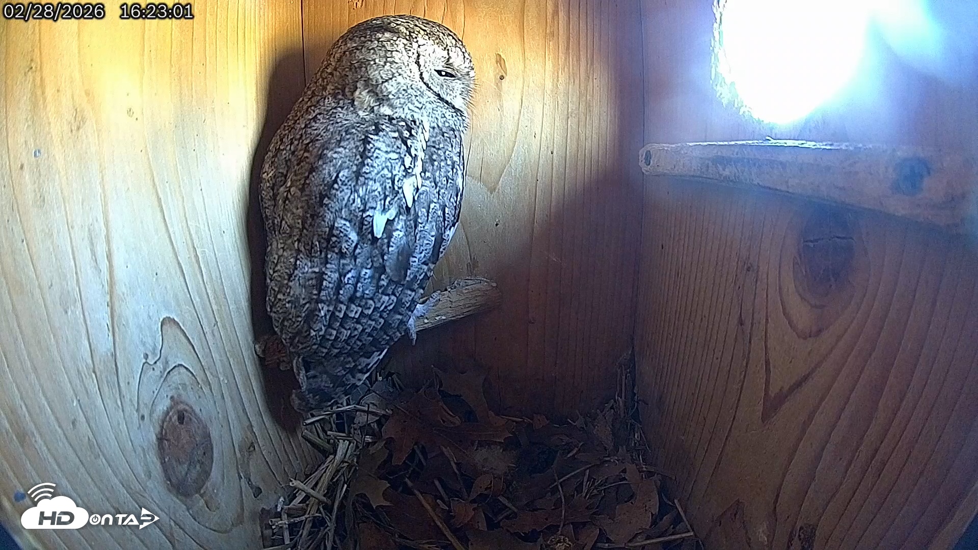Snapshot of Eastern Screech Owl Live Cam taken Feb 28, 2026, 4:23pm CST