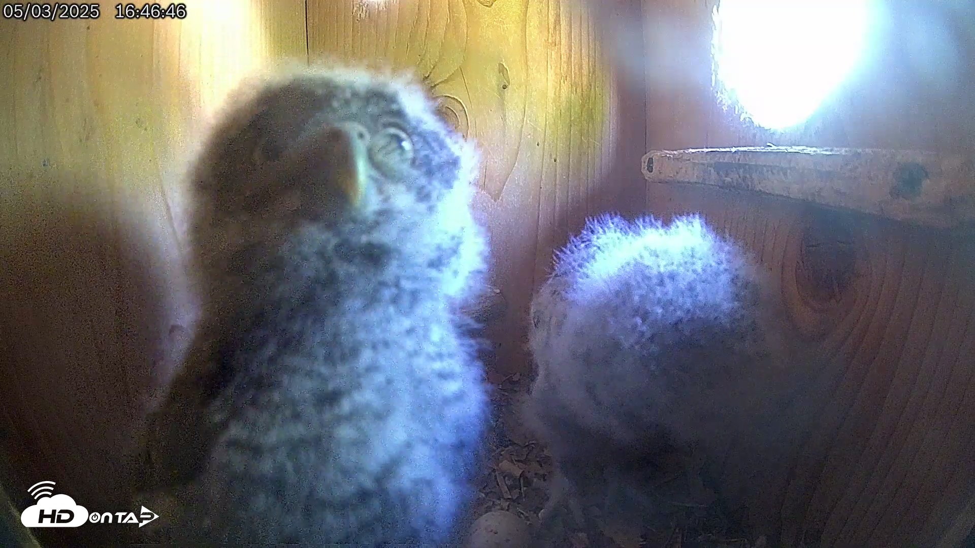Snapshot of Eastern Screech Owl Live Cam taken May 3, 2025, 4:51pm CDT