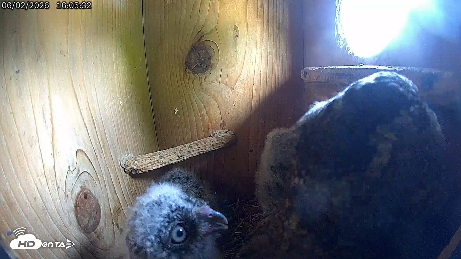 Snapshot of Eastern Screech Owl Live Cam taken Jun 2, 2026, 4:07pm CDT