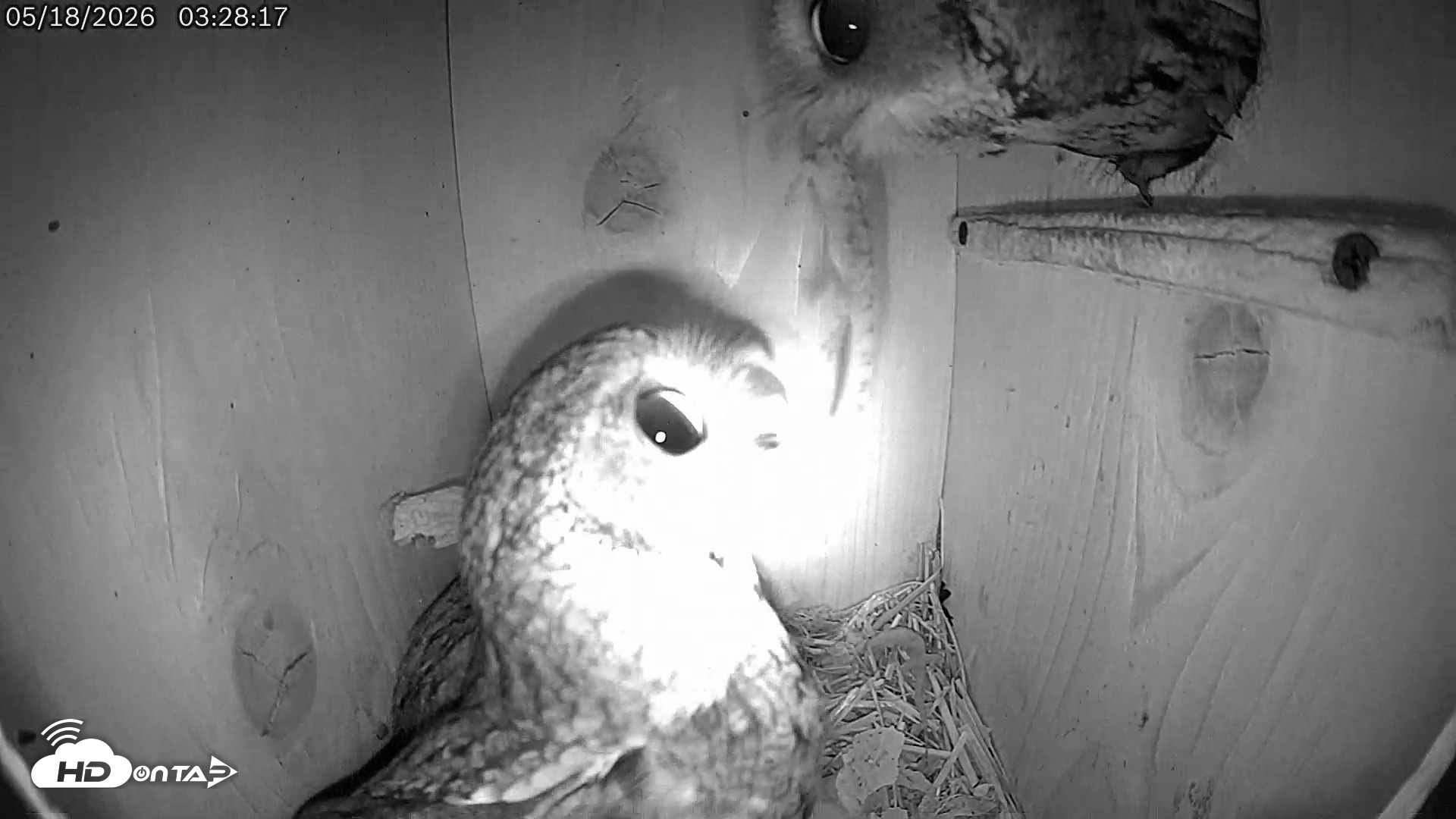 Snapshot of Eastern Screech Owl Live Cam taken May 18, 2026, 3:31am CDT
