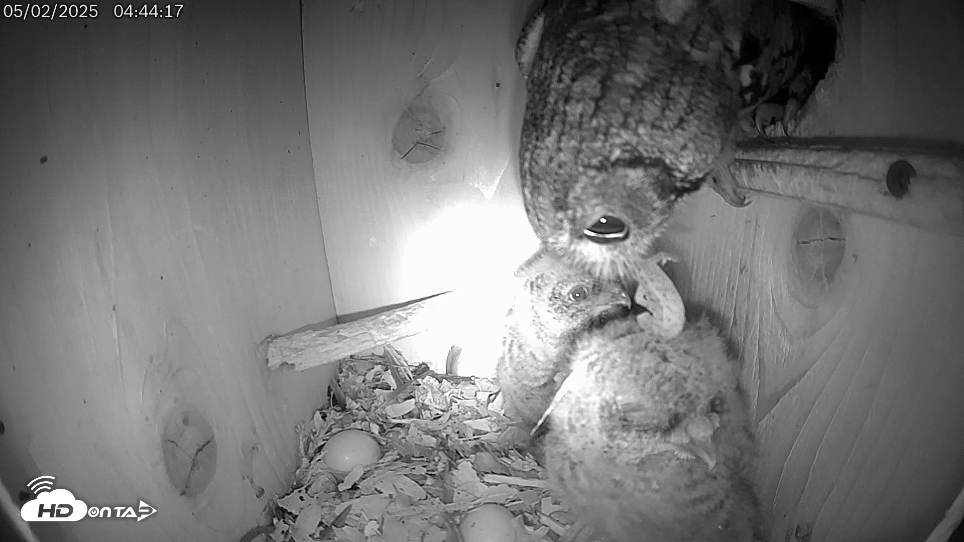 Snapshot of Eastern Screech Owl Live Cam taken May 2, 2025, 5:06am CDT