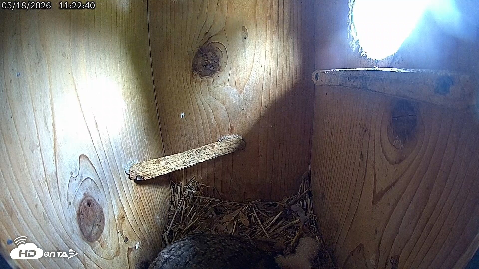 Snapshot of Eastern Screech Owl Live Cam taken May 18, 2026, 11:25am CDT