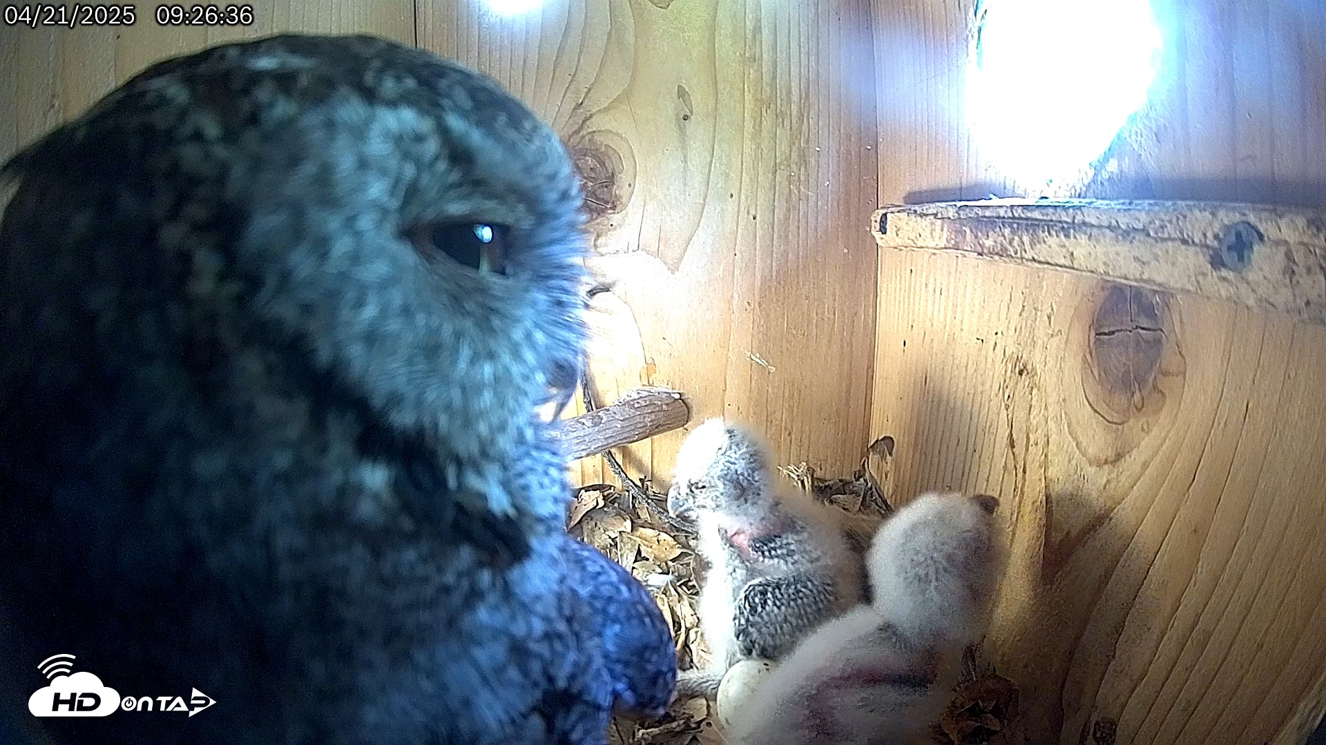 Snapshot of Eastern Screech Owl Live Cam taken Apr 21, 2025, 9:27am CDT