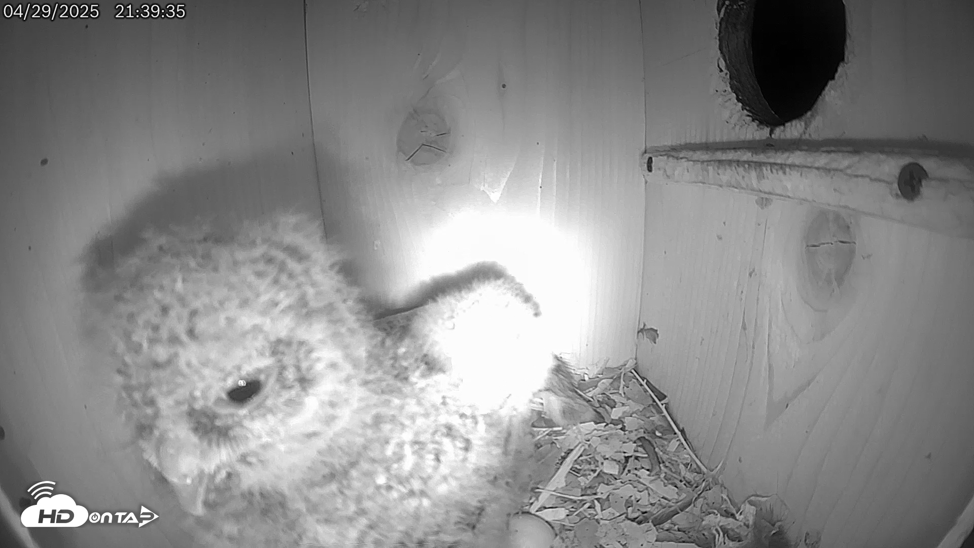 Snapshot of Eastern Screech Owl Live Cam taken Apr 29, 2025, 9:40pm CDT