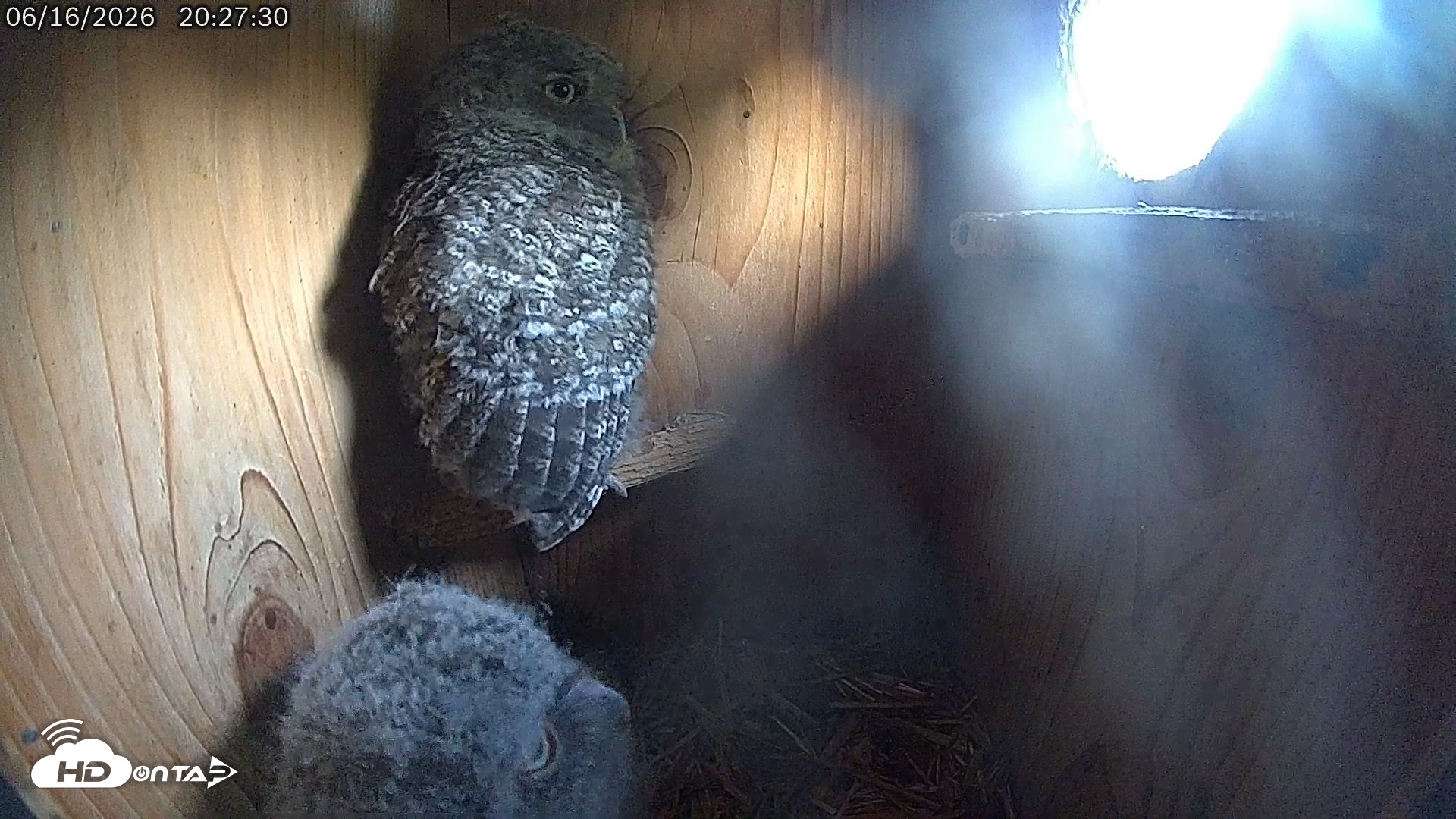 Snapshot of Eastern Screech Owl Live Cam taken Jun 16, 2026, 9:40pm CDT