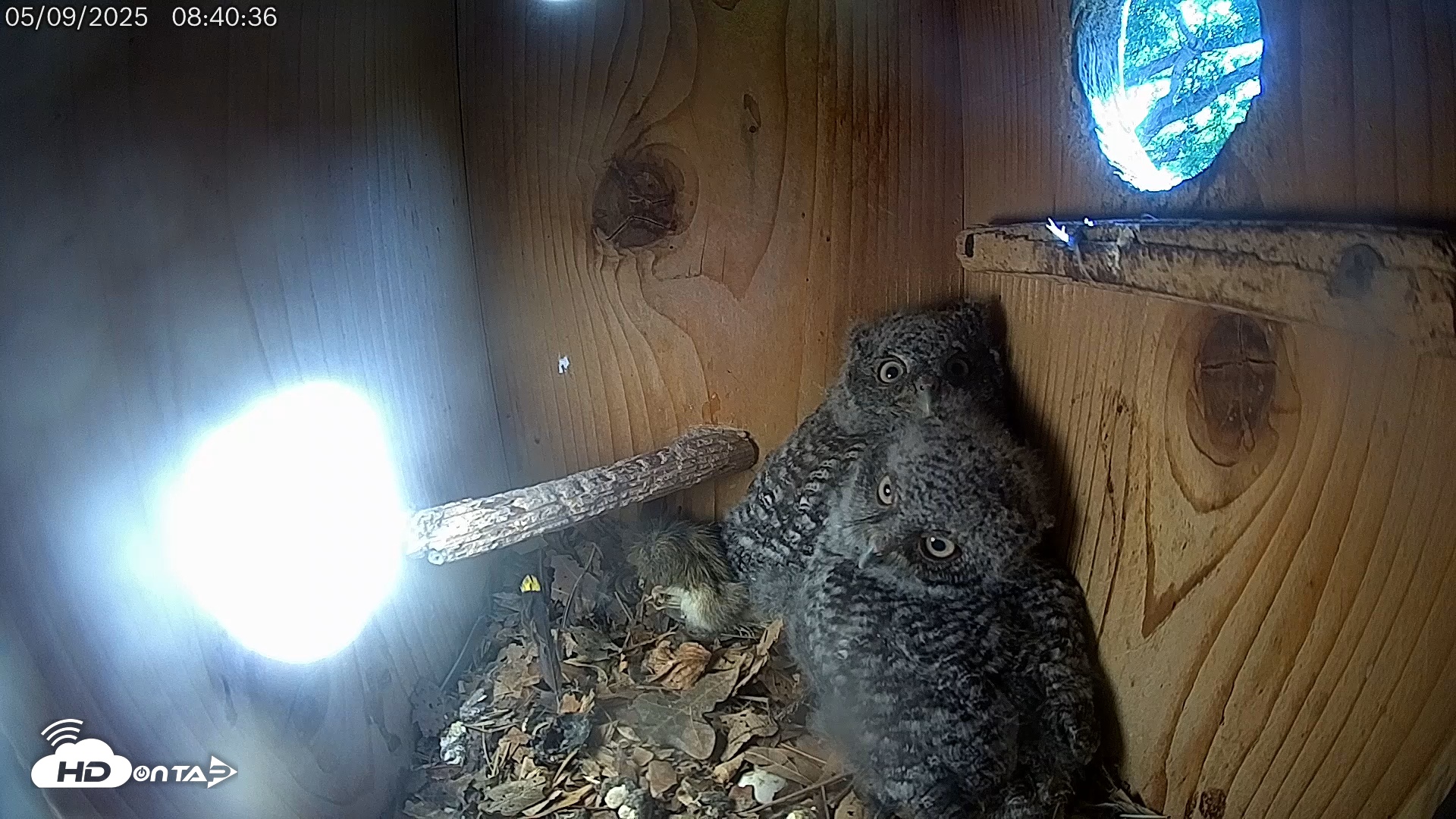 Snapshot of Eastern Screech Owl Live Cam taken May 9, 2025, 3:10pm CDT