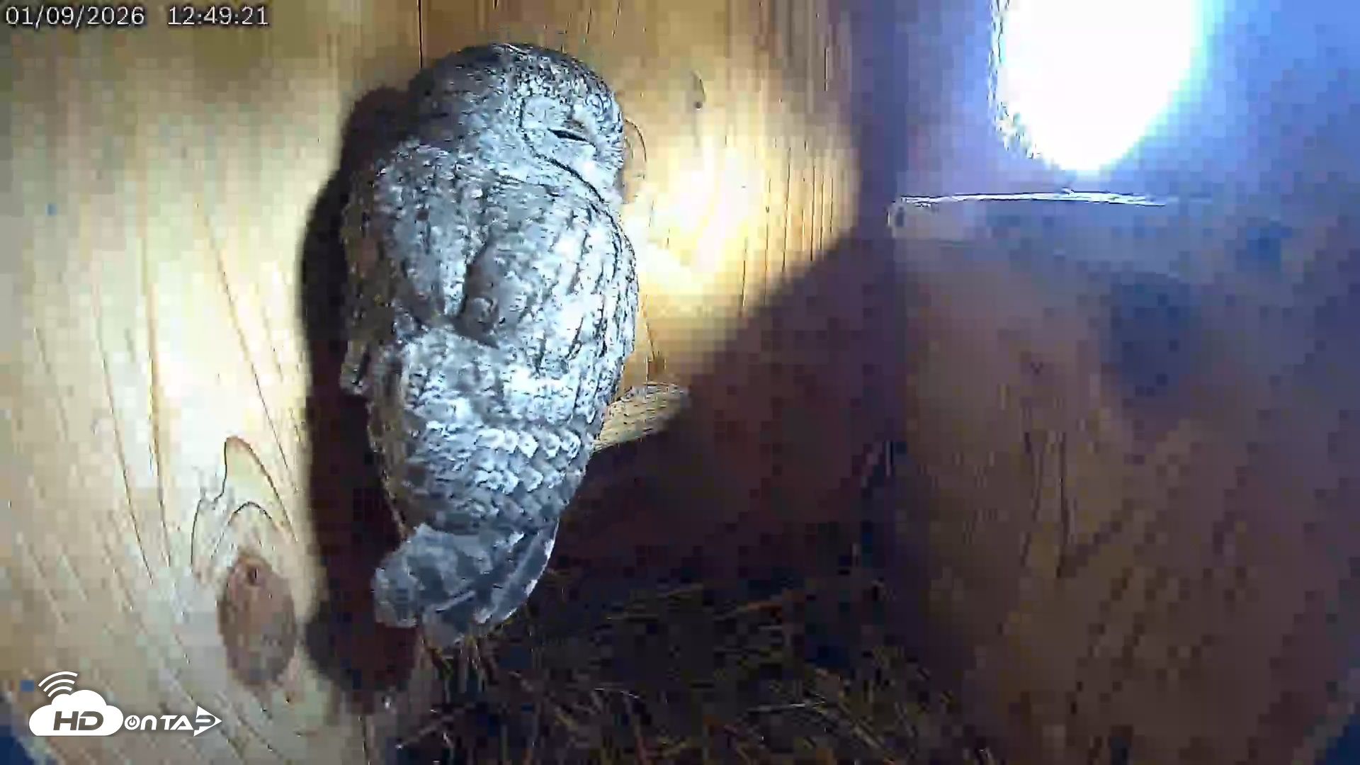 Snapshot of Eastern Screech Owl Live Cam taken Jan 9, 2026, 12:51pm CST