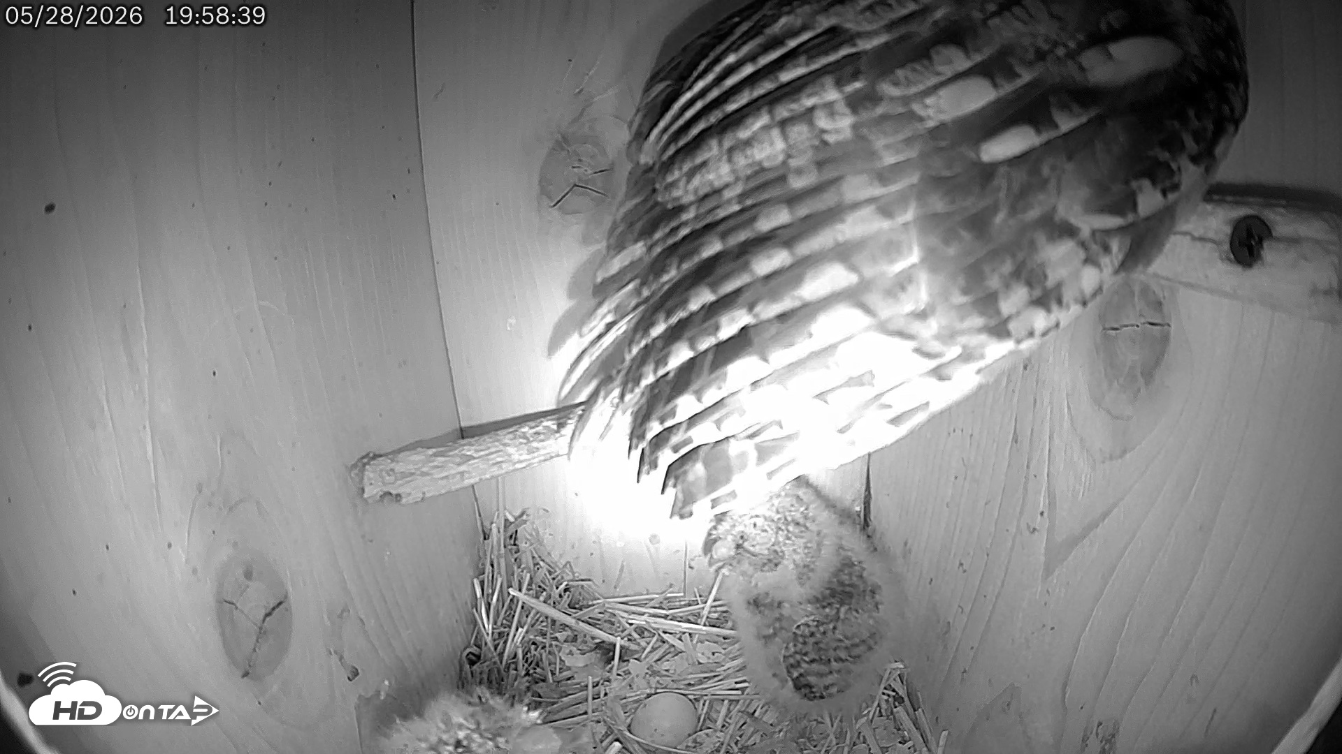 Snapshot of Eastern Screech Owl Live Cam taken May 28, 2026, 7:59pm CDT
