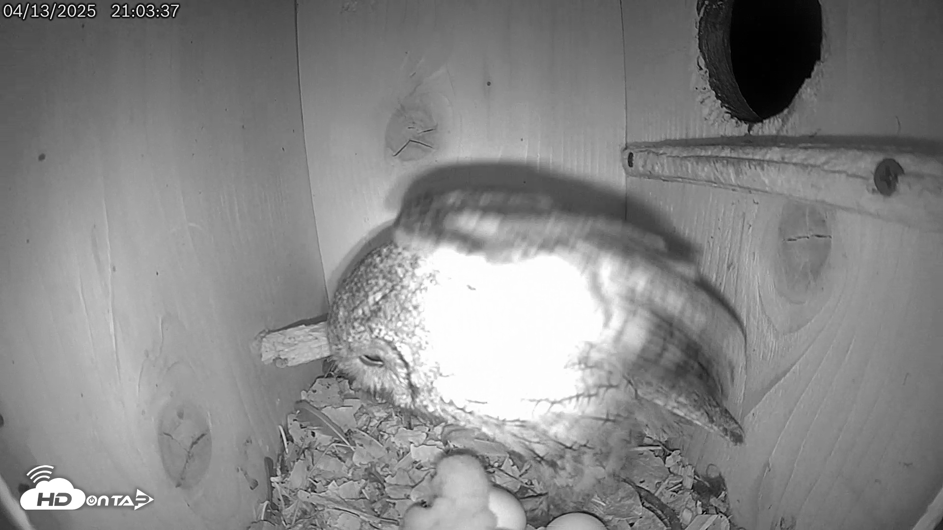Snapshot of Eastern Screech Owl Live Cam taken Apr 13, 2025, 9:05pm CDT