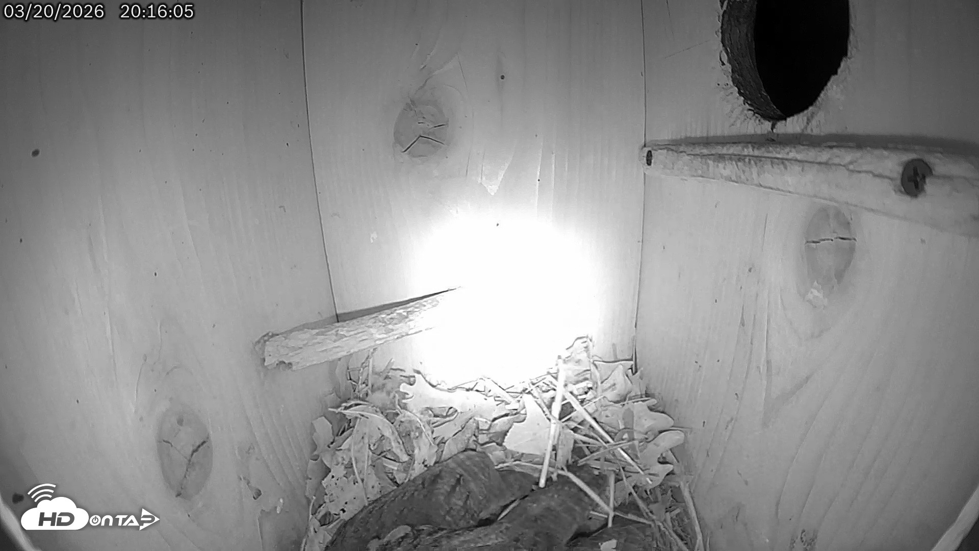 Snapshot of Eastern Screech Owl Live Cam taken Mar 21, 2026, 12:26am CDT