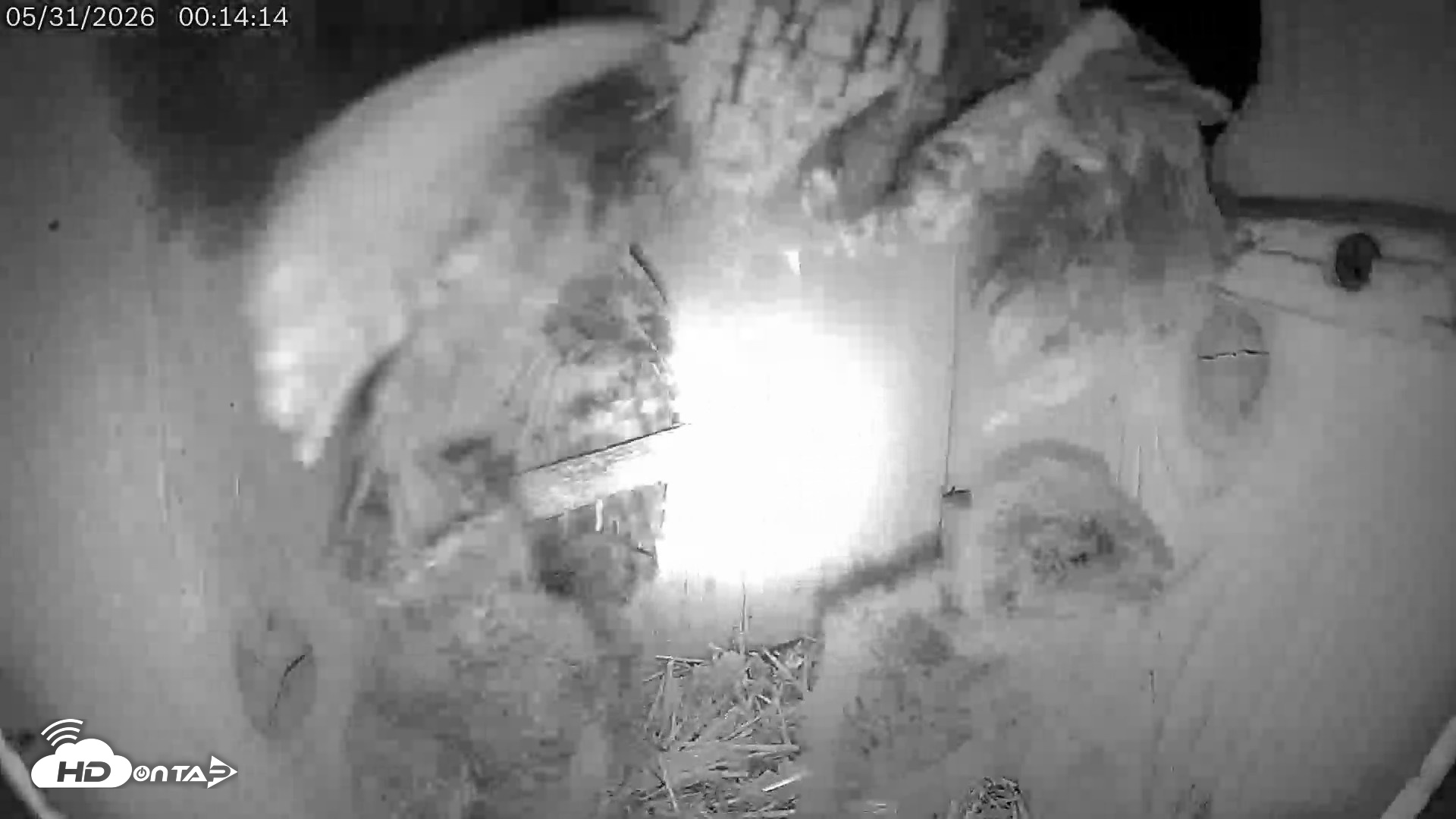 Snapshot of Eastern Screech Owl Live Cam taken May 31, 2026, 1:02am CDT
