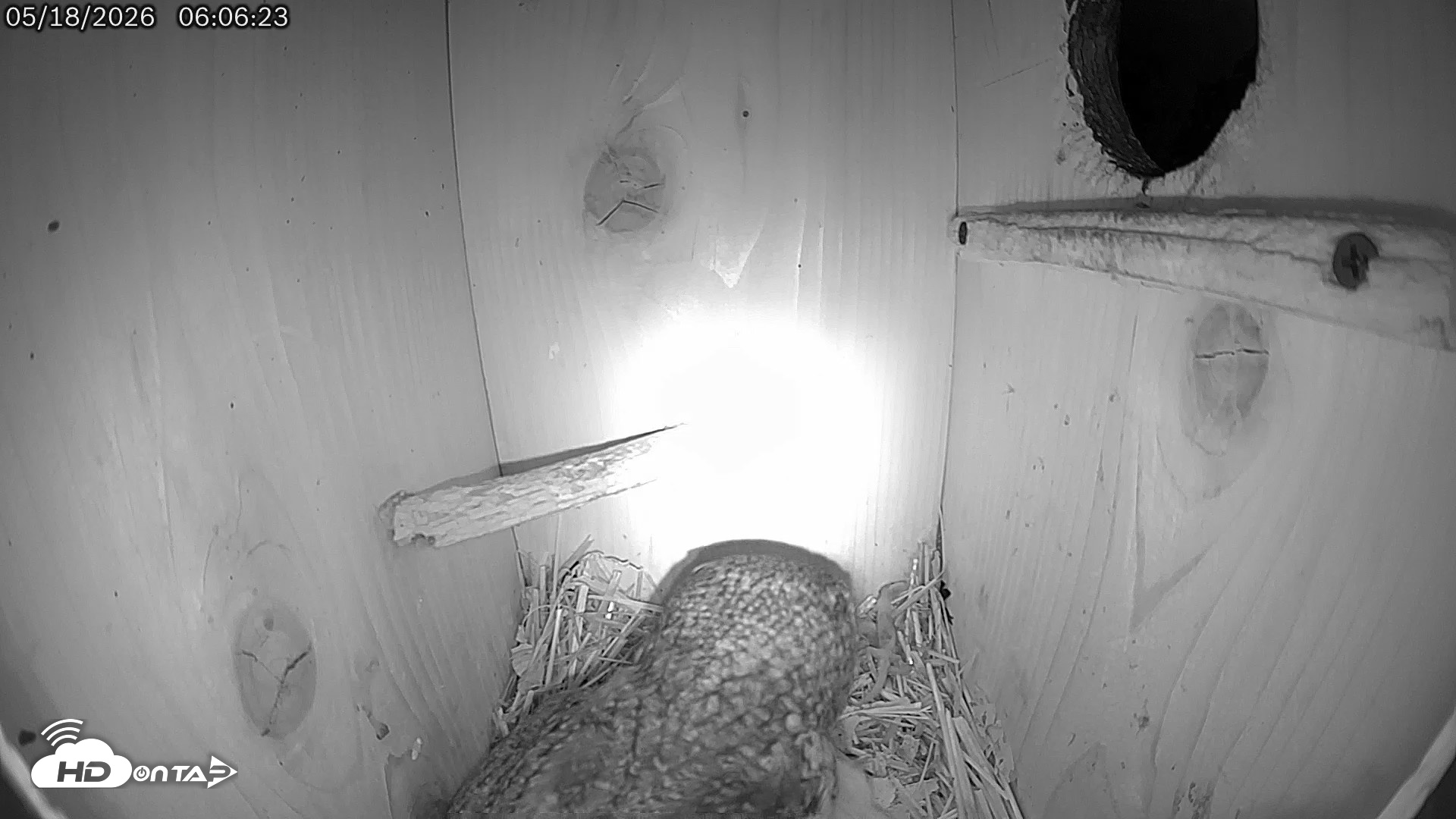 Snapshot of Eastern Screech Owl Live Cam taken May 18, 2026, 6:09am CDT
