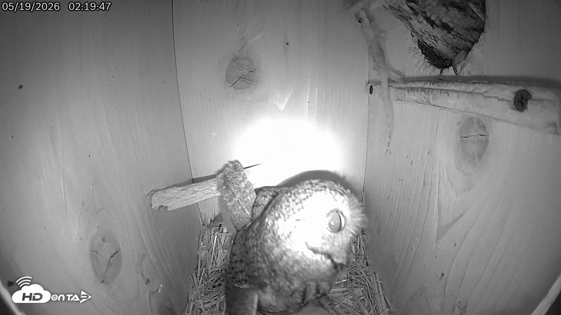 Snapshot of Eastern Screech Owl Live Cam taken May 19, 2026, 9:07am CDT