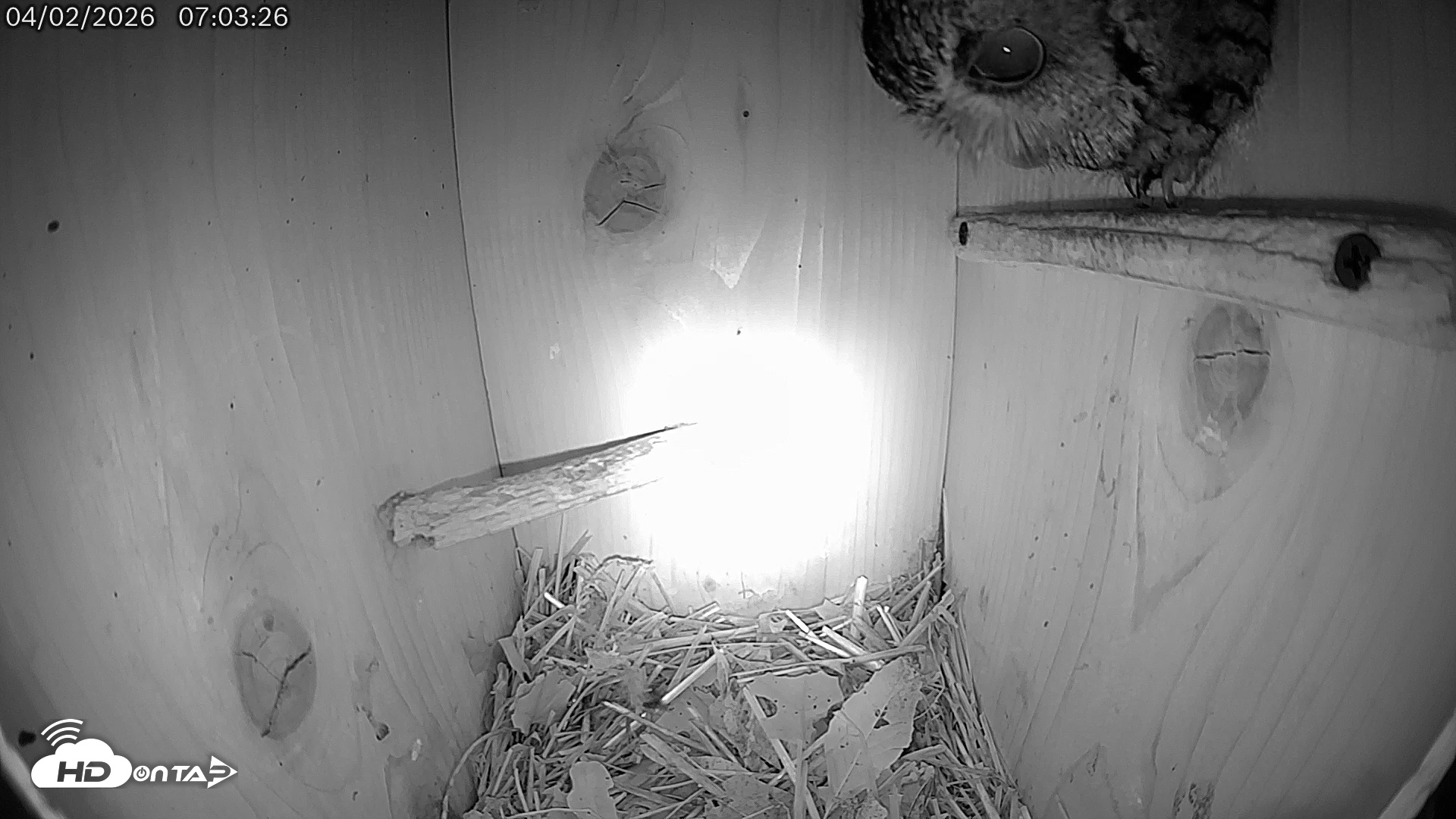 Snapshot of Eastern Screech Owl Live Cam taken Apr 2, 2026, 7:23am CDT