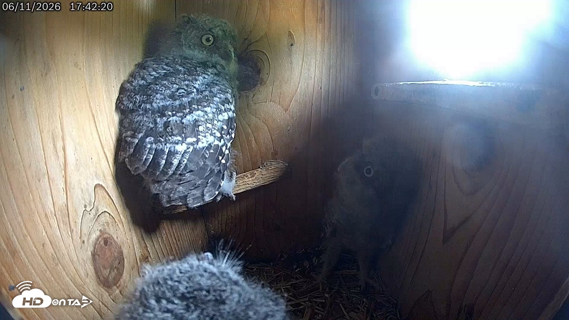 Snapshot of Eastern Screech Owl Live Cam taken Jun 11, 2026, 7:58pm CDT