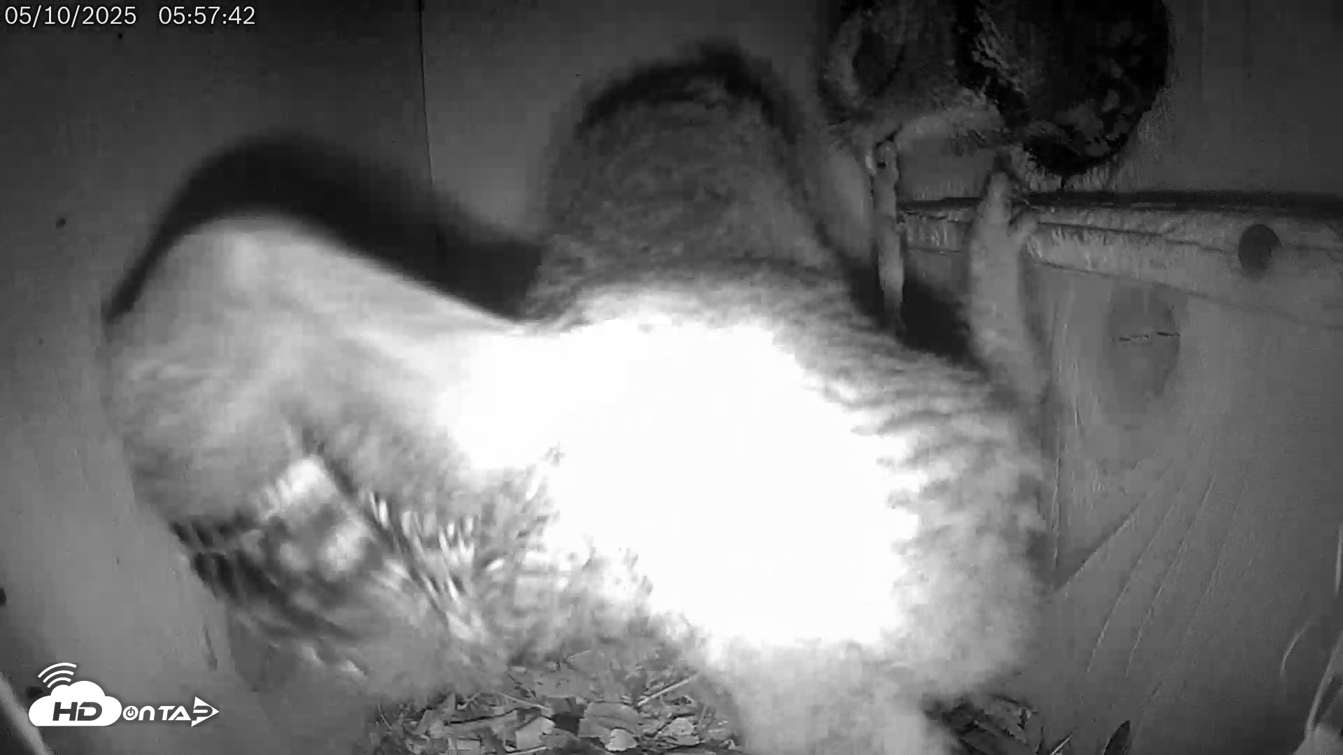 Snapshot of Eastern Screech Owl Live Cam taken May 10, 2025, 6:12am CDT